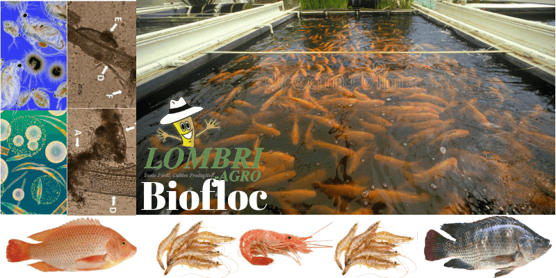 BIOFLOC con LOMBRI-AGRO