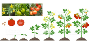 Plan de fertilización para Tomate
