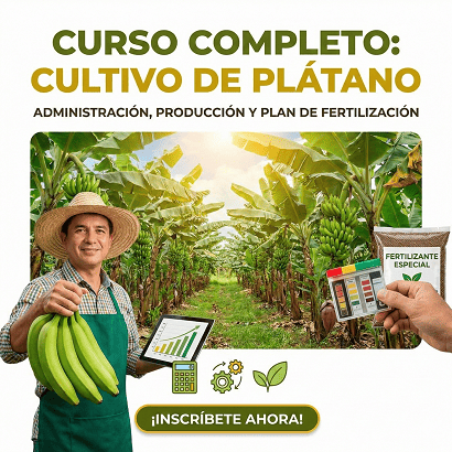 Técnicas Avanzadas Para el cultivo de plátano